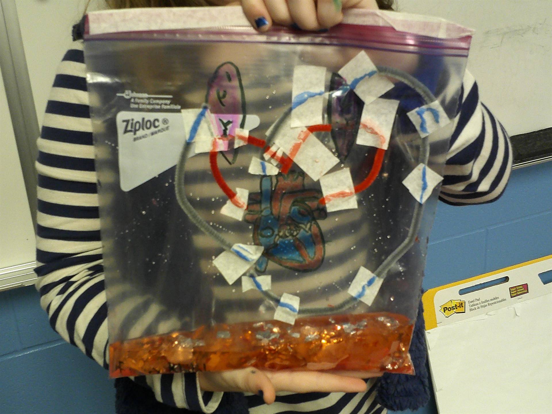 Student holding circulatory system project